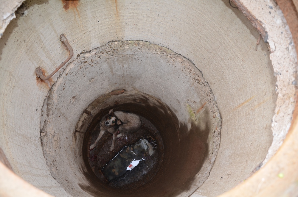 лопата для чистки канализационных колодцев. мир в колодце. жучки в колодце. мурашах. жучки в колодце.