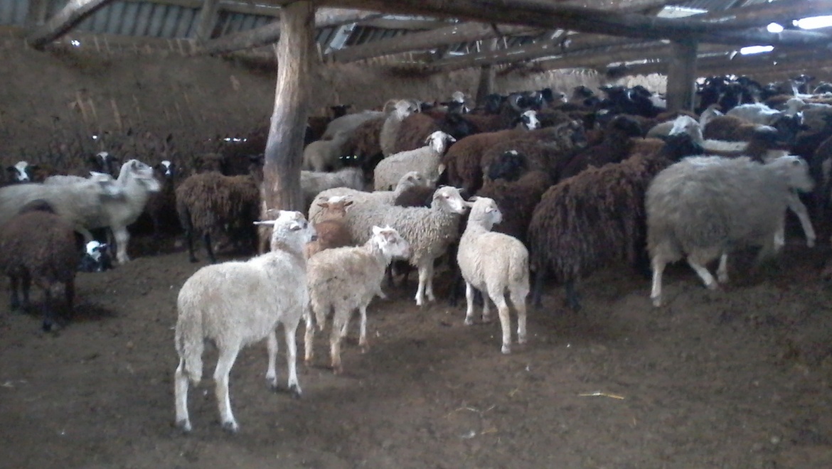 Полиция Шарлыка задержала скотокрадов