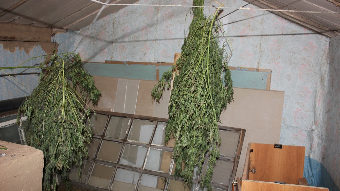 Более 11 кг наркотиков растительного происхождения изъяли сотрудники оренбургского наркоконтроля за 1 этап операции «Мак 2015»