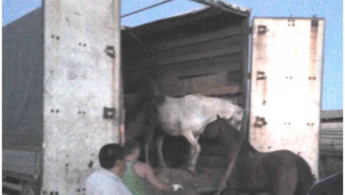 На пункте пропуска «Маштаково» задержаны лошади