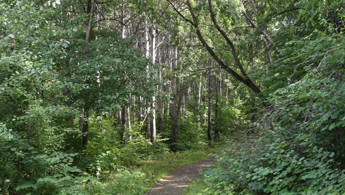 Казань присоединится к общероссийскому экологическому движению «Зеленая Россия»