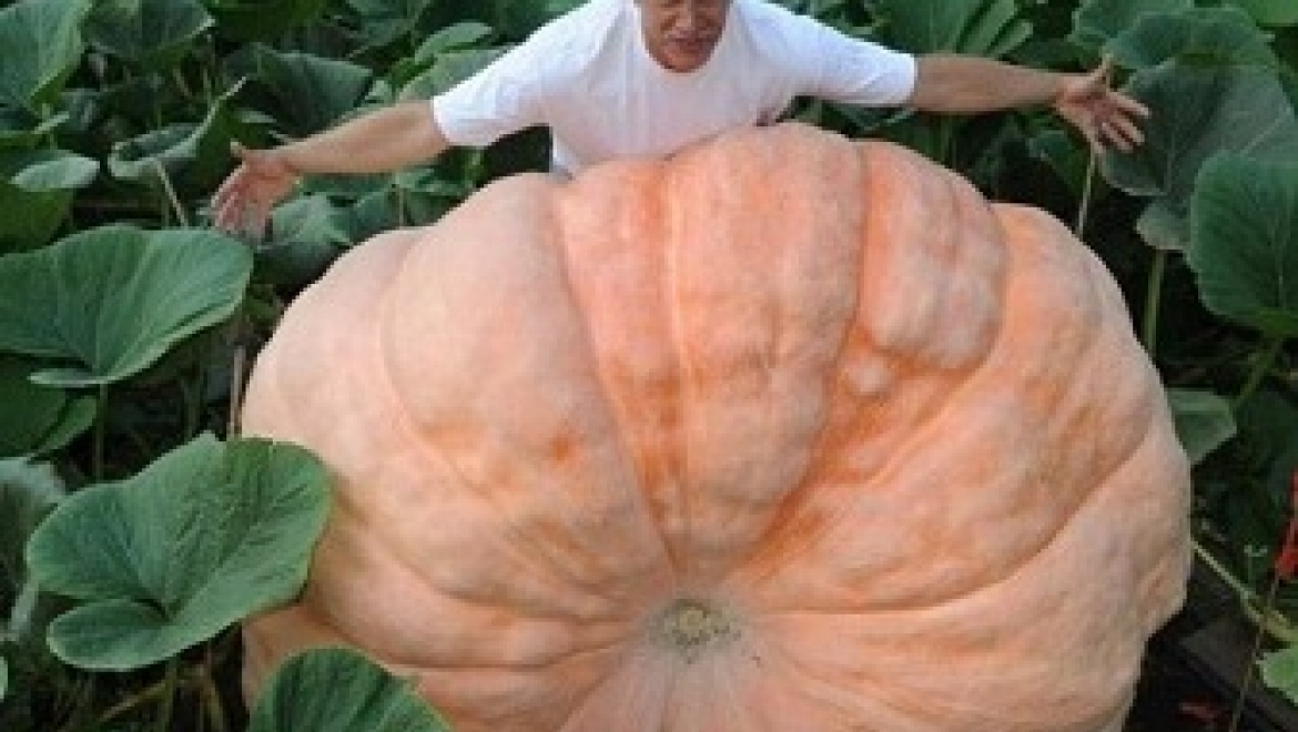 C 23 по 27 сентября в Казани состоится выставка «Зеленое хозяйство: осенний сезон»