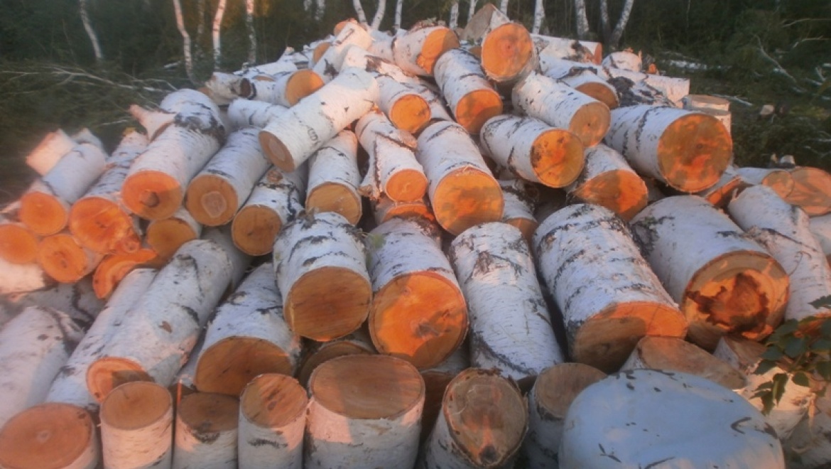 В Адамовском районе незаконно спилили 44 ствола березы