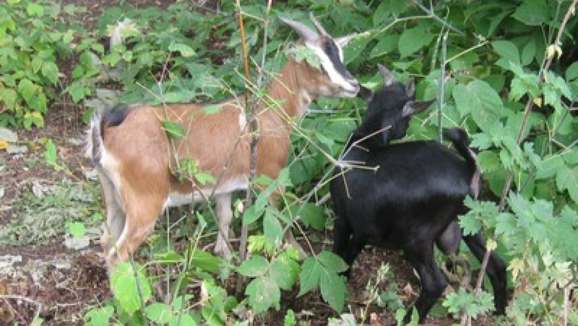 В Казанском зооботсаду открылась обновленная контактная зона «Лукоморье»