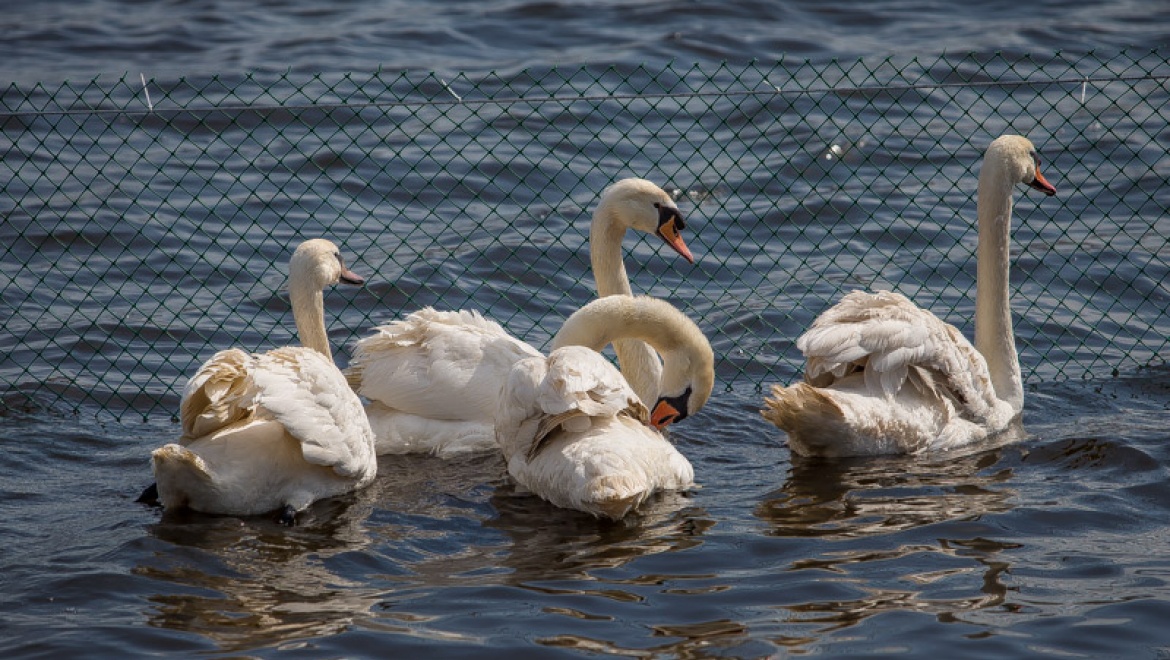 Казанский зооботсад подарит городу семейство лебедей