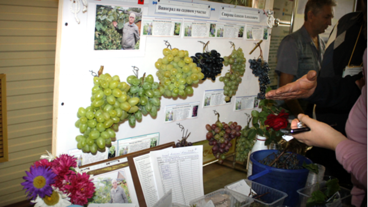 Казанцам продемонстрируют «Дары садов и виноградников Татарстана»