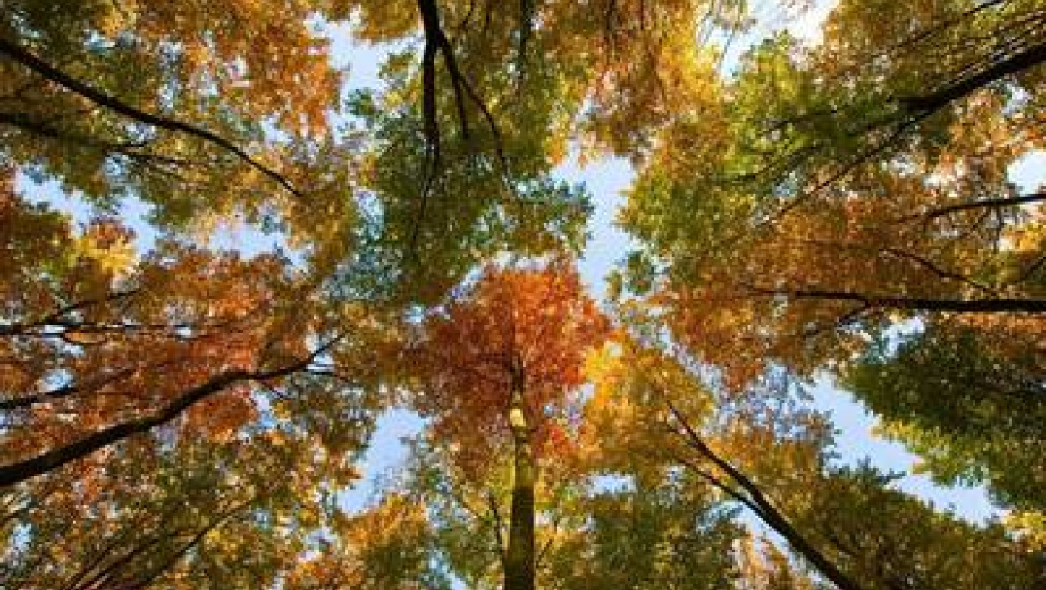 В Казани в ближайшие дни сохранится теплая погода