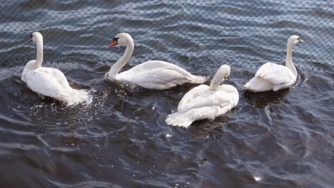 Казанцы выбрали имена для лебедей – обитателей озера Кабан