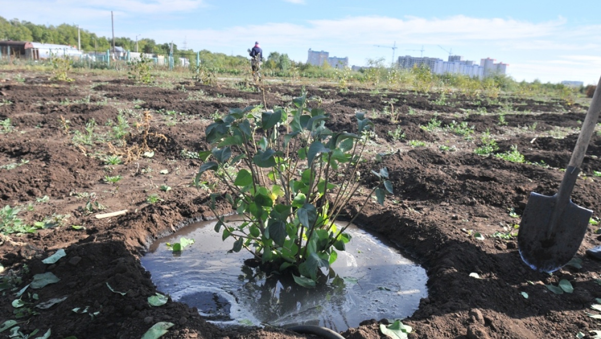 Дикие утки в центре Оренбурга