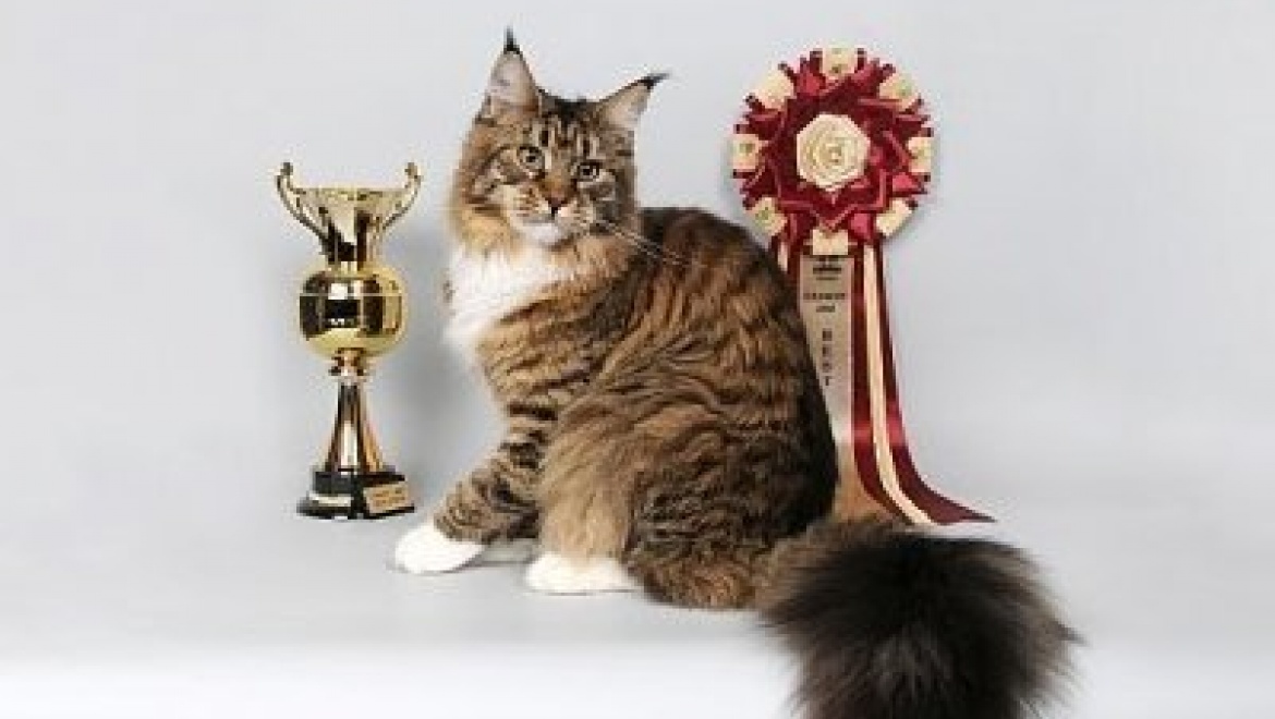 В Казани пройдет выставка кошек