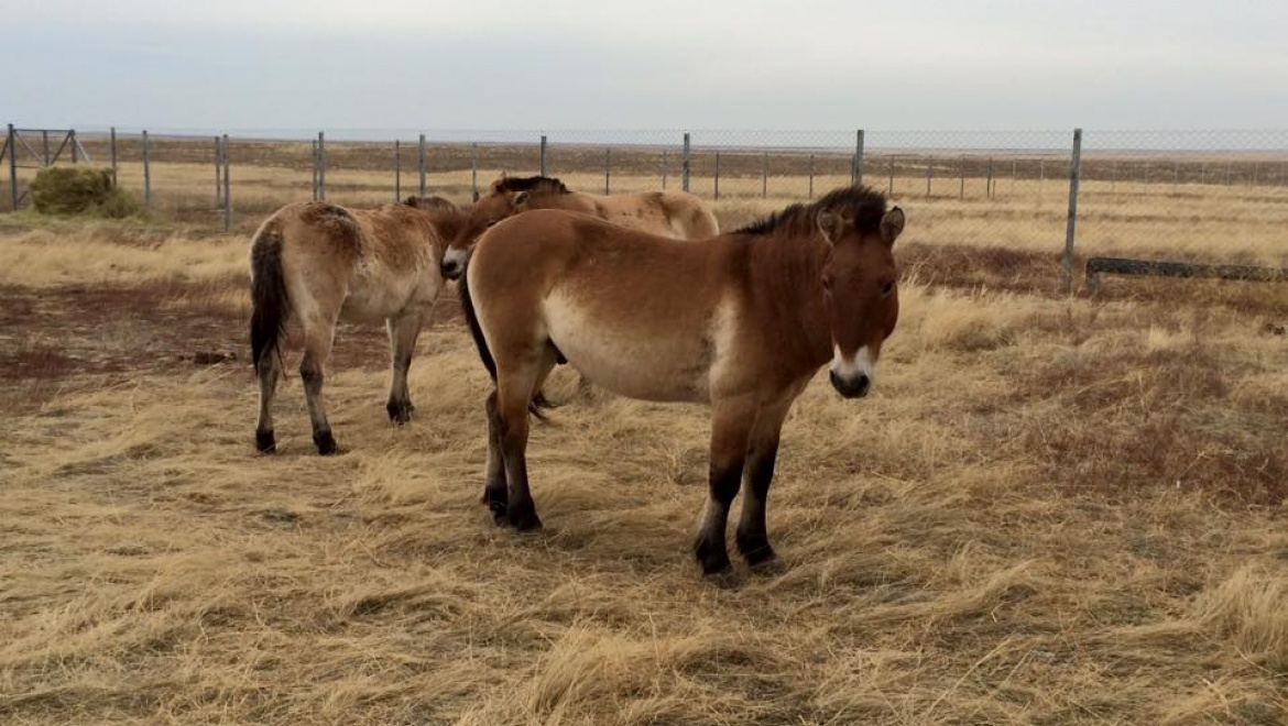 В Оренбург привезли лошадей Пржевальского
