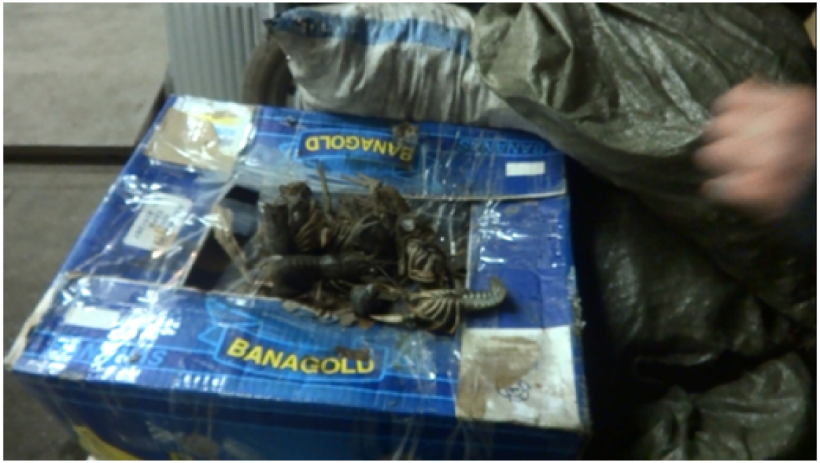 В Оренбургской области задержана и уничтожена партия живых раков