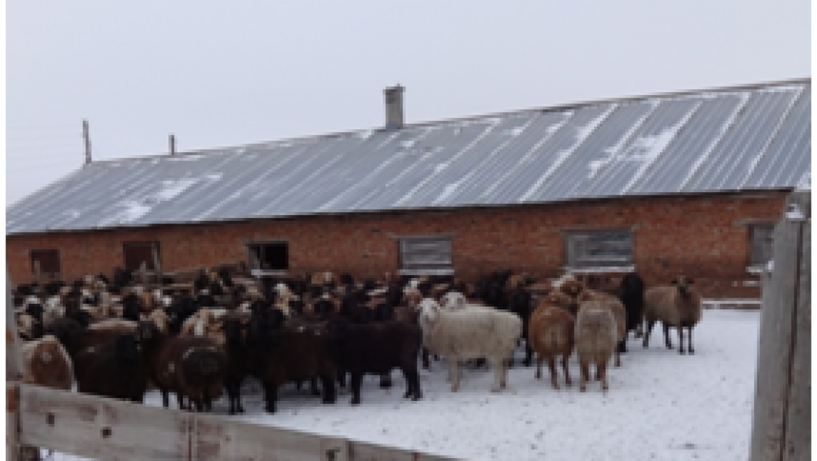 В Акбулакском районе задержана отара овец