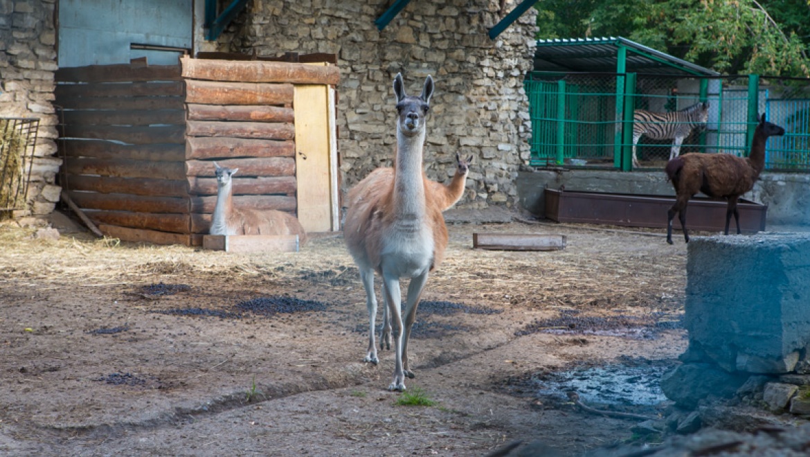 В казанском зоопарке отметят День матери