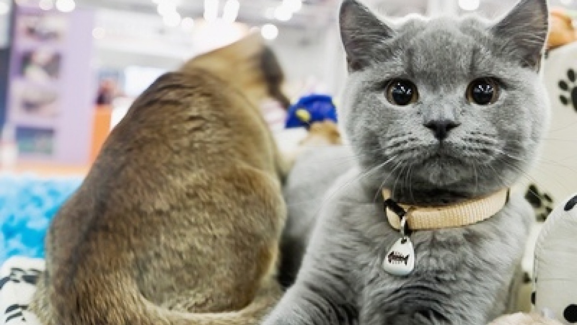В Казани помогут бездомным кошкам