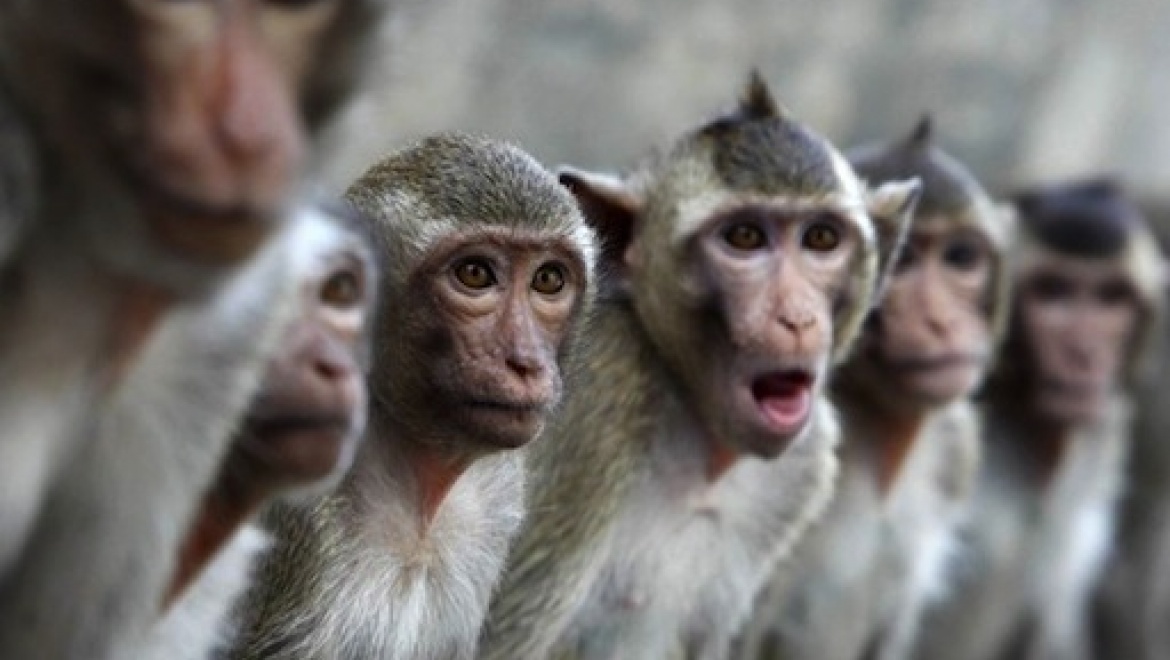 В Казанском зооботсаду отметят Международный день обезьян