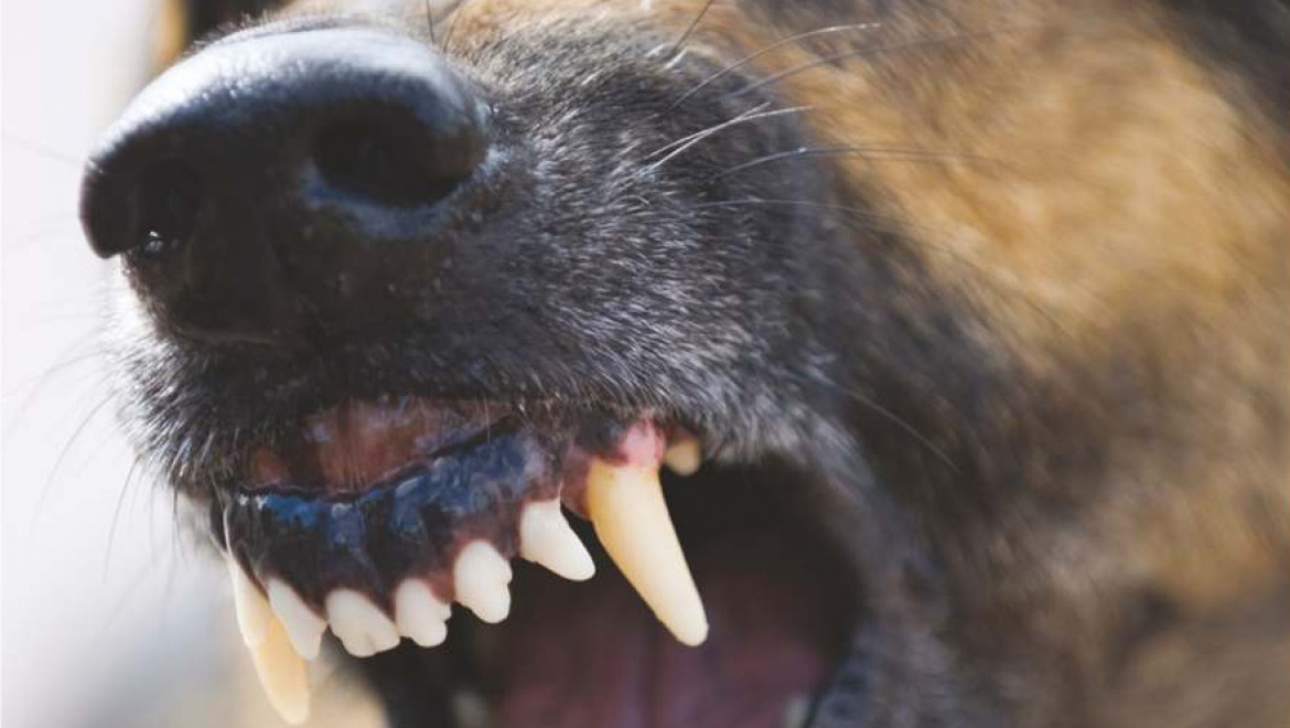 В Шарлыке агрессивная собака напала на жителей