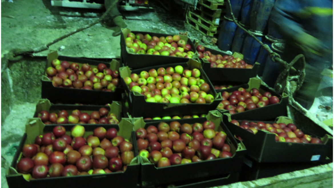 Уничтожено около 3 тонн контрабандных яблок из Польши