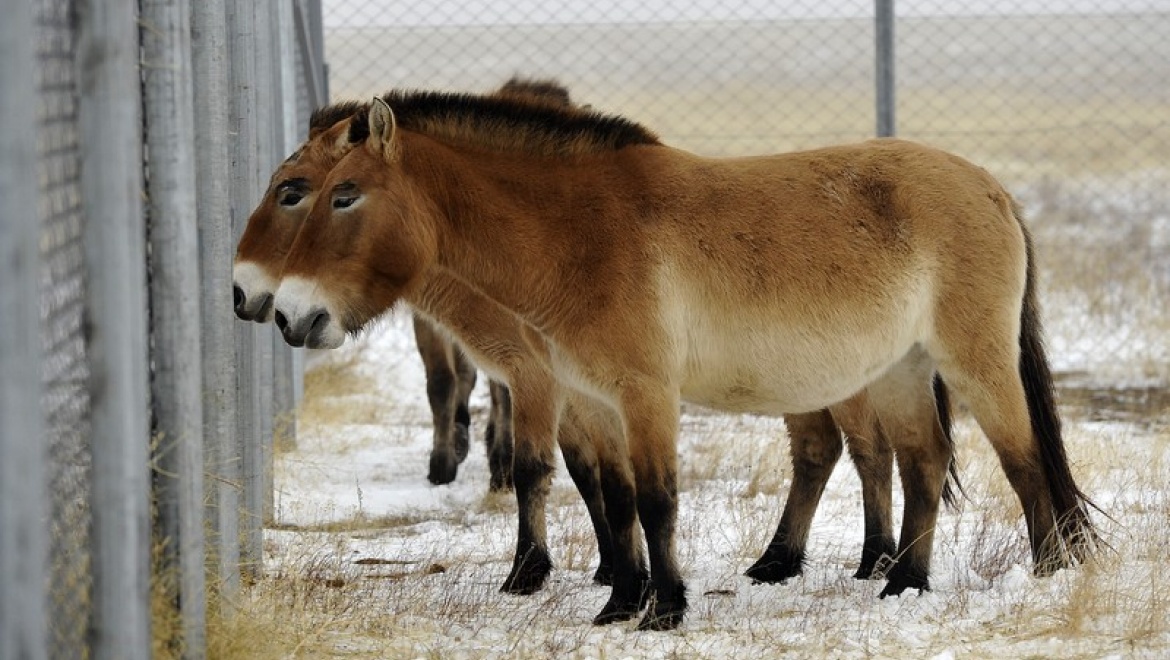Программа восстановления популяции лошади Пржевальского в Оренбургской области будет представлена в Москве