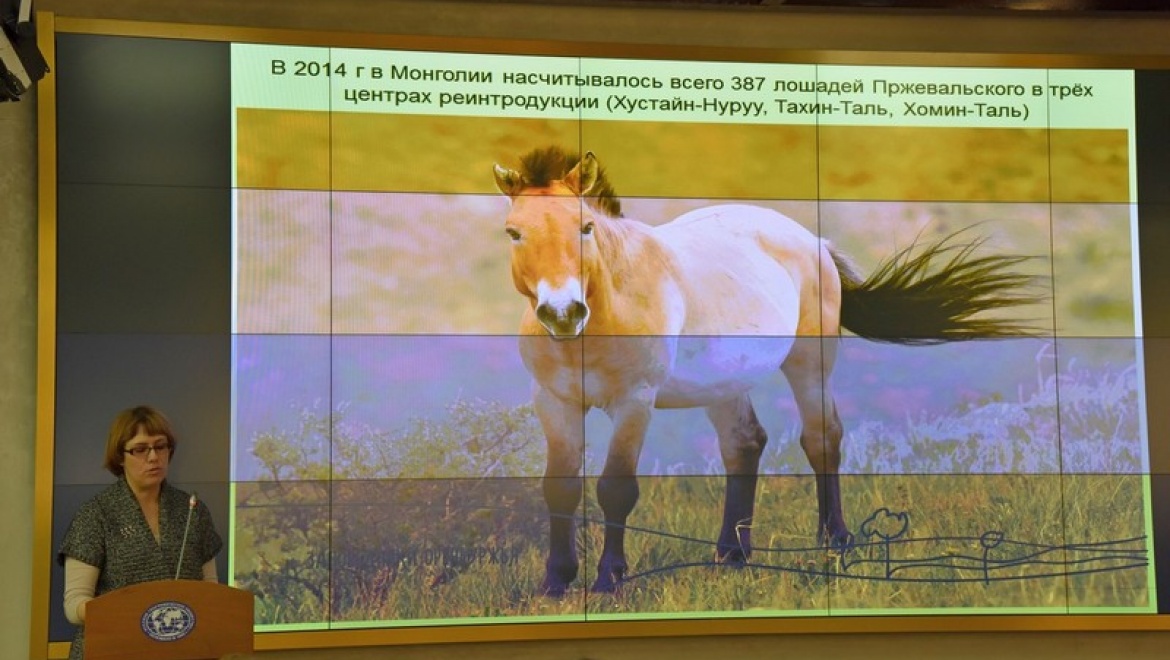 В Москве презентовали программу создания полувольной популяции лошади Пржевальского