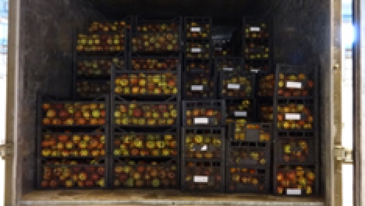 На границе Оренбургской области пресечен ввоз подкарантинной продукции