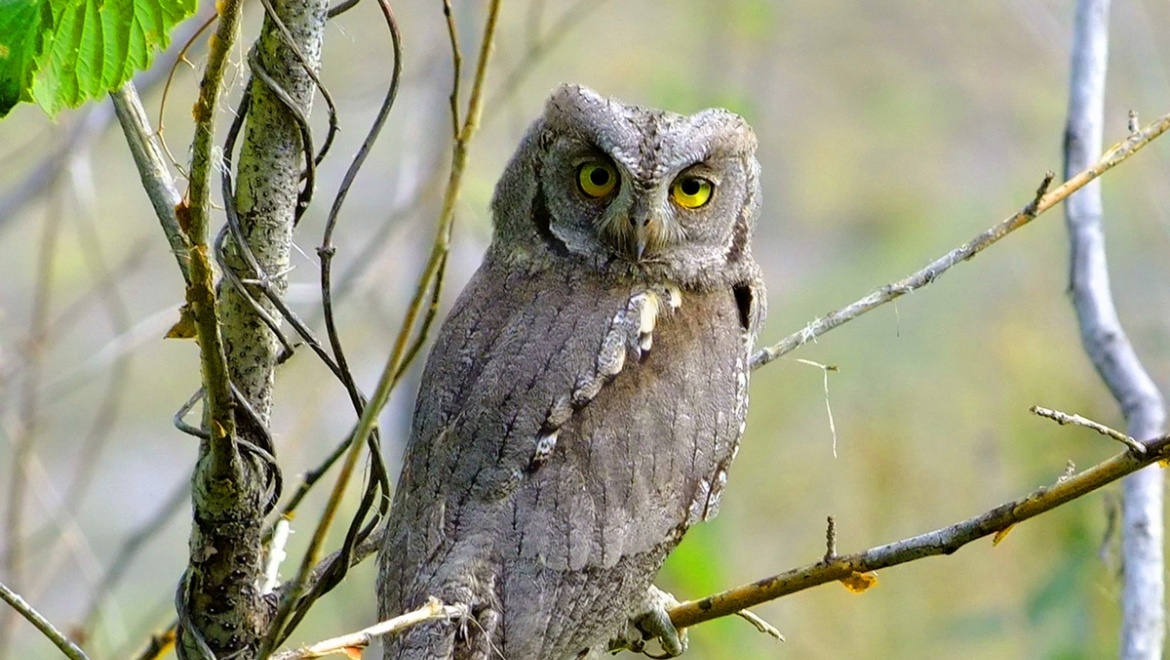 19 февраля - День орнитолога