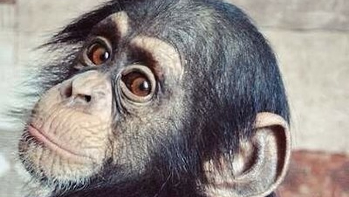 В Казани утвердили проект планировки реконструкции и новые границы зоопарка