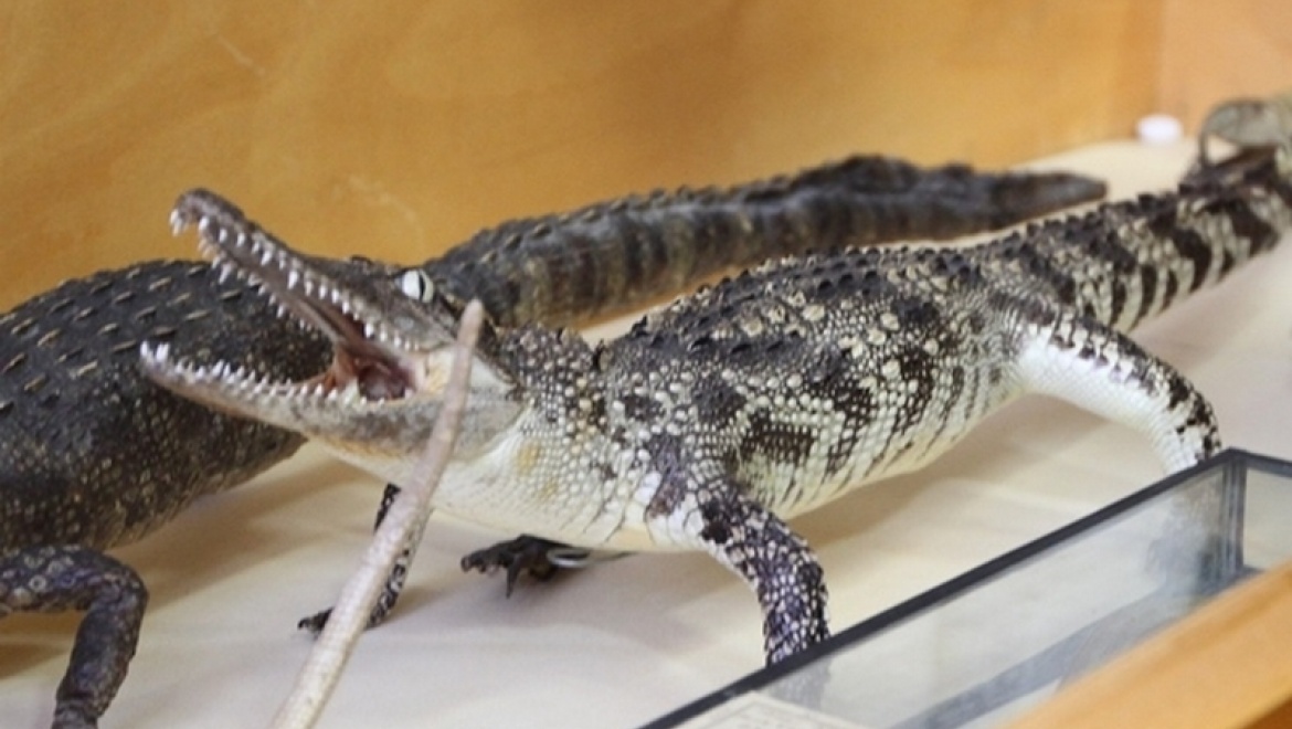 Татарстанская таможня конфисковала три чучела краснокнижных крокодилов