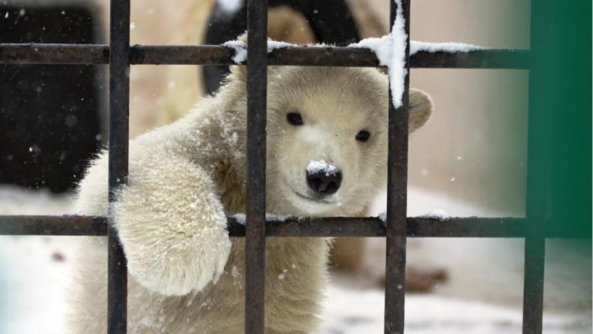 В Казанском зооботсаду отремонтируют вольер белого медведя