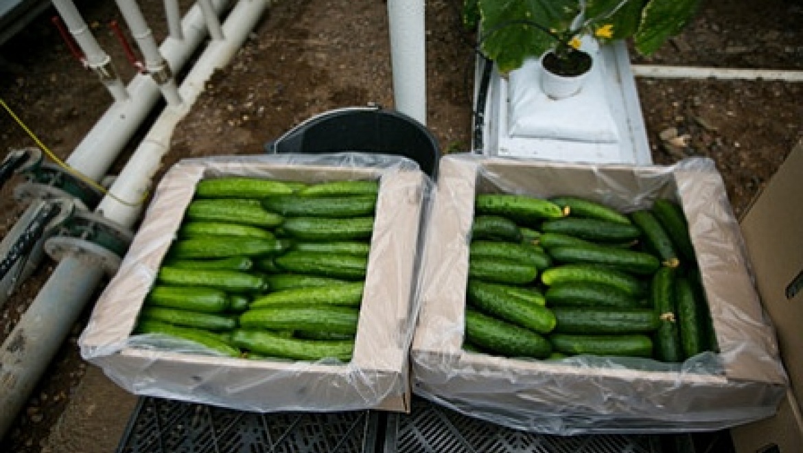 Под Оренбургом открыли новый тепличный комплекс 