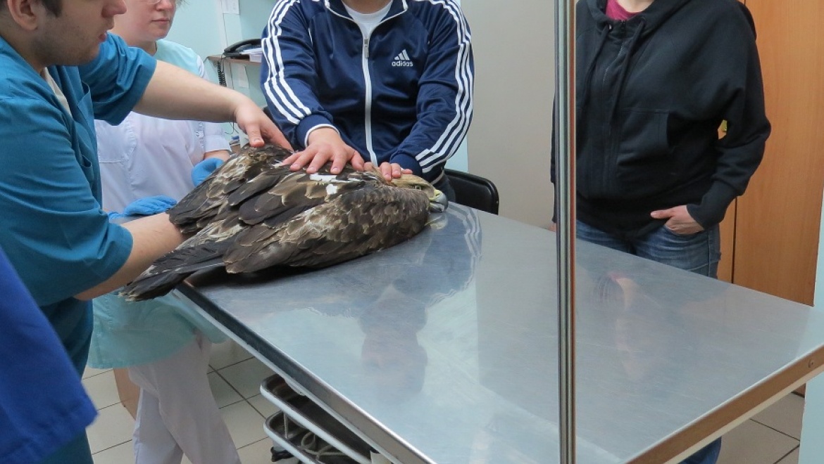 Журналисты спасли раненного орла-могильника