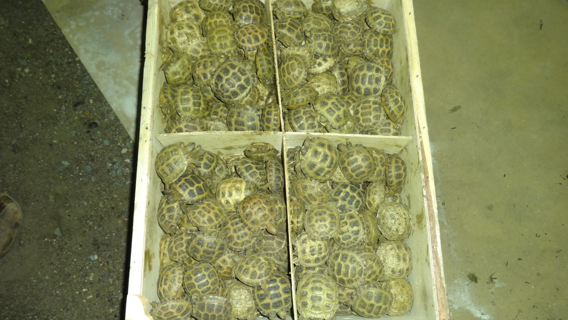В Илеке задержан автомобиль с 8 тысячами черепахами