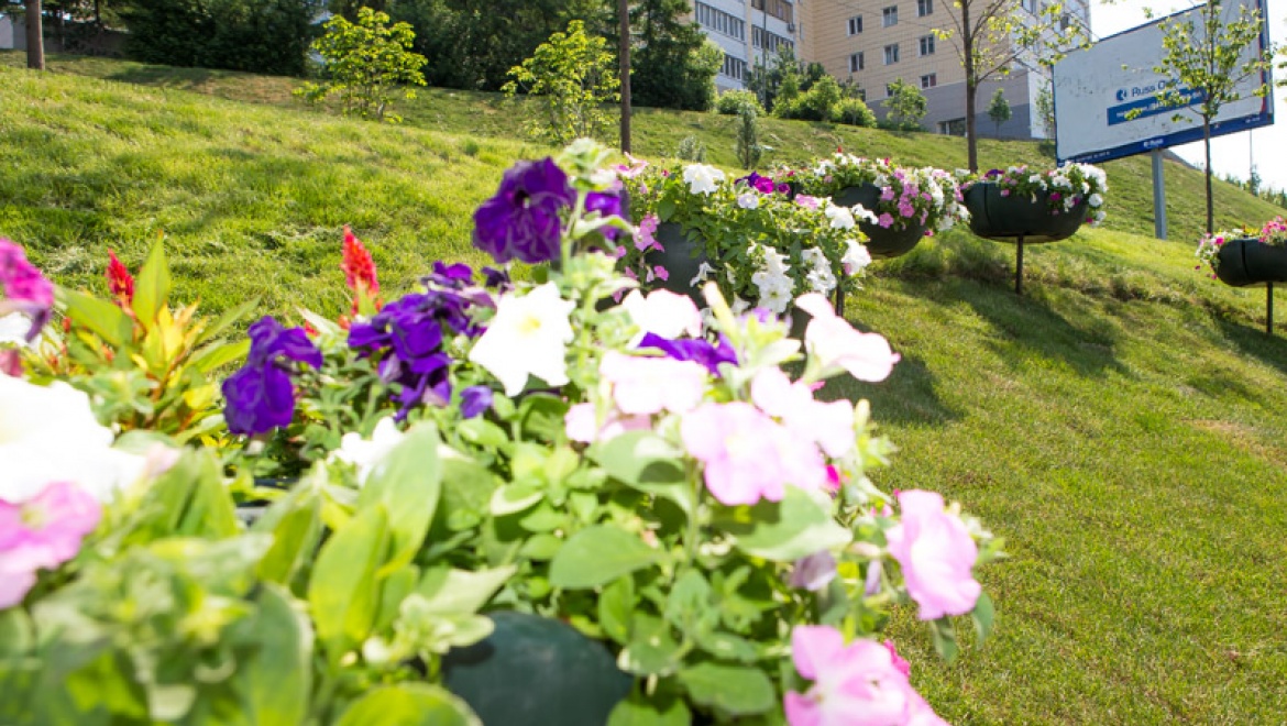 В этом году в Казани появятся цветники на площади около 8,5 тыс. кв.м