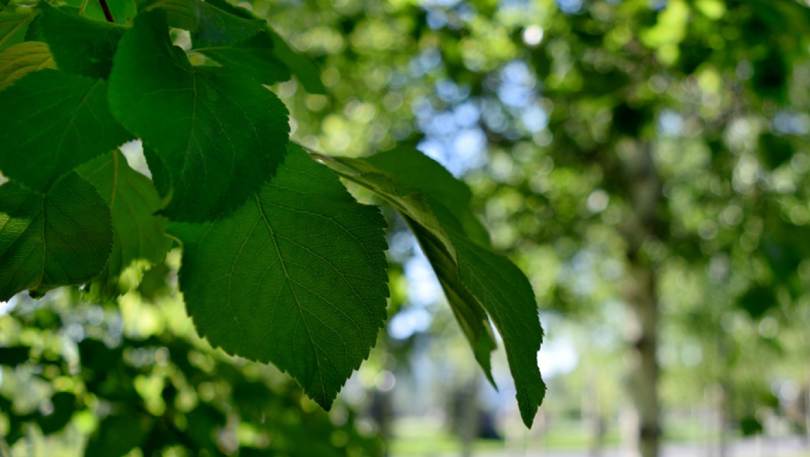 Казанцев призывают оценить состояние парков и скверов