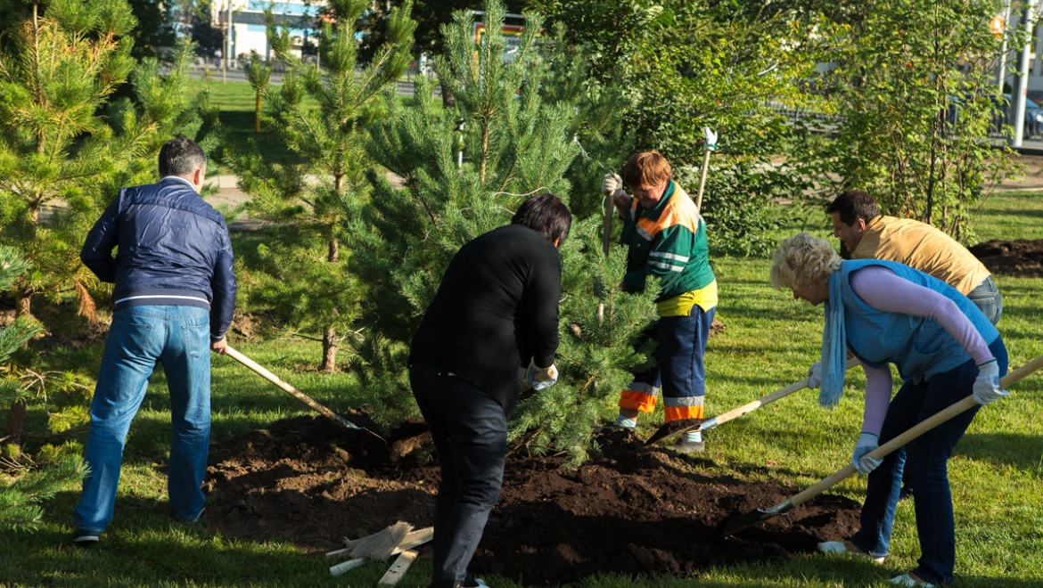 Татарстанцев призывают принять участие в «Дне посадке леса»