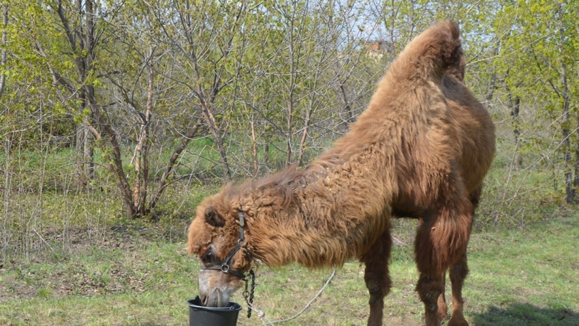 верблюд в упряжке. верблюды в оренбургской области. сказочник скрестивший пони с верблюдом 5. сказочник скрестивший пони с верблюдом 5. ледовый городок челябинск верблюды.