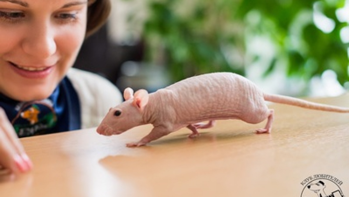 В Казани пройдет выставка декоративных крыс «яRATам!»