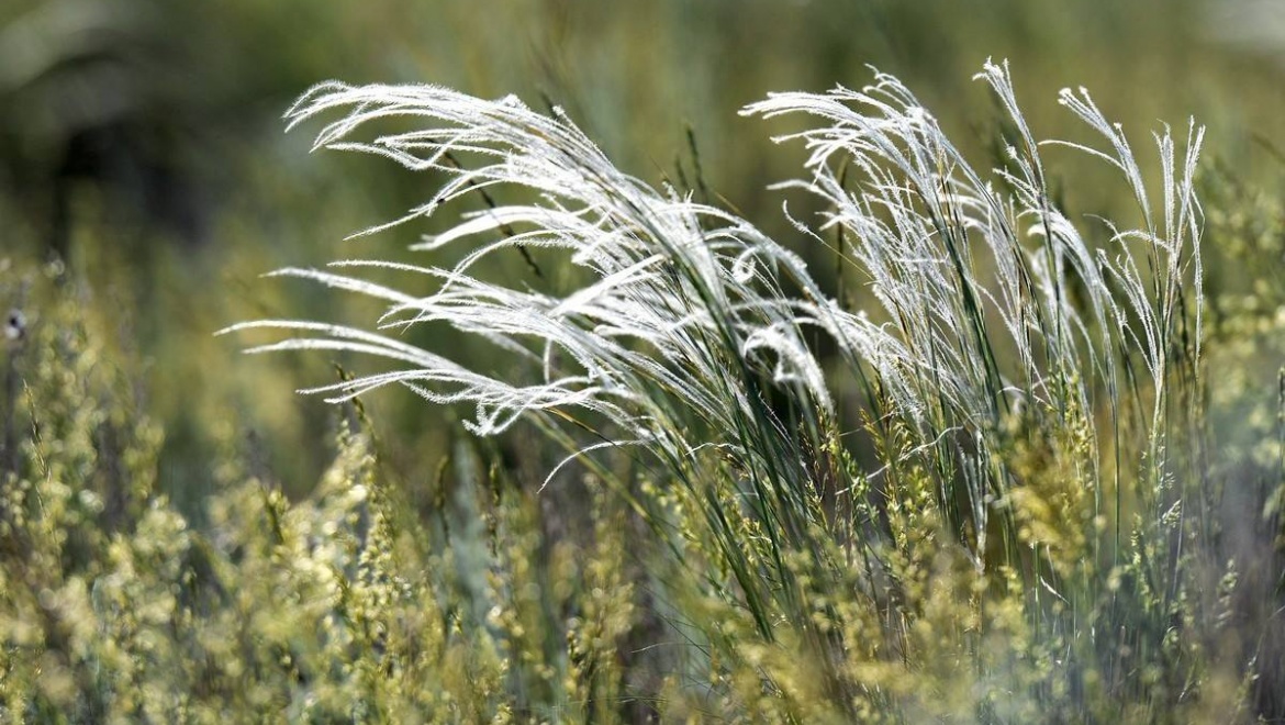 В Оренбуржье пройдет праздник «День степи»   