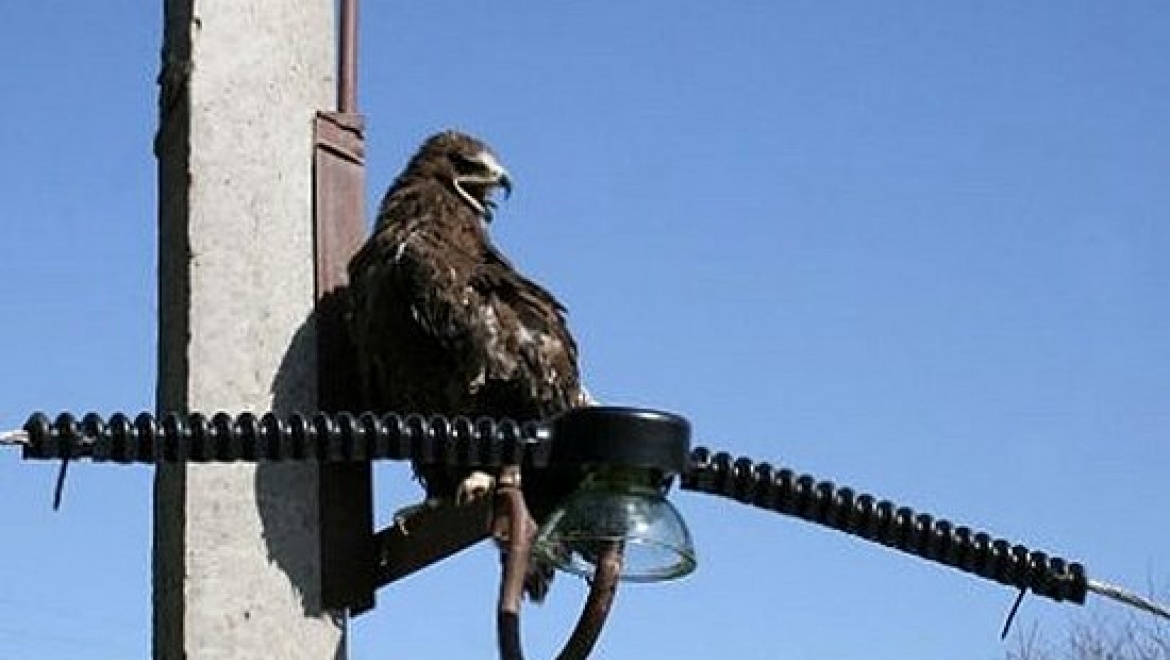 Экологи и энергетики откроют экспериментальные птицезащитные полигоны 