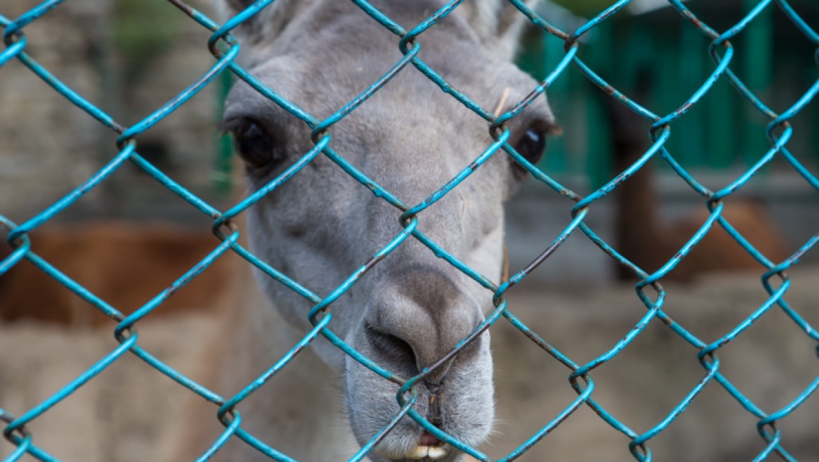 15 лучших дизайн-бюро России поборются за право создания фирменного стиля Казанского зоопарка