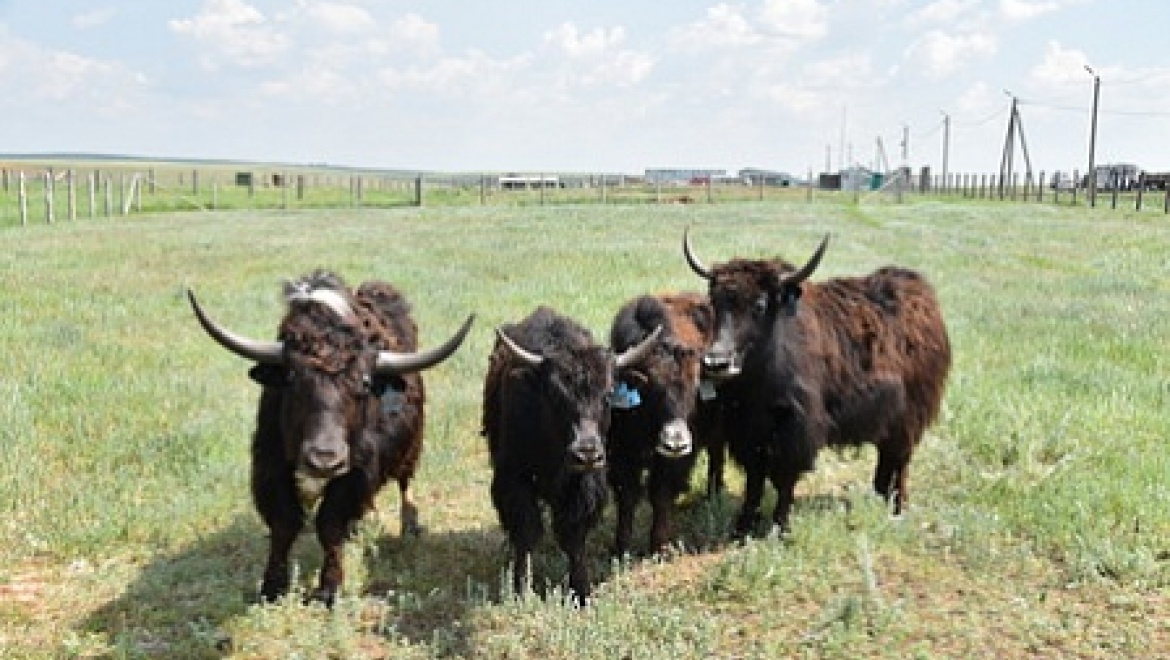 Яки прибыли в центр Степной Евразии