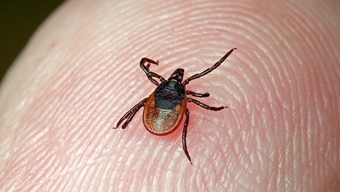 В Оренбуржье зарегистрирован случай заболевания клещевым энцефалитом