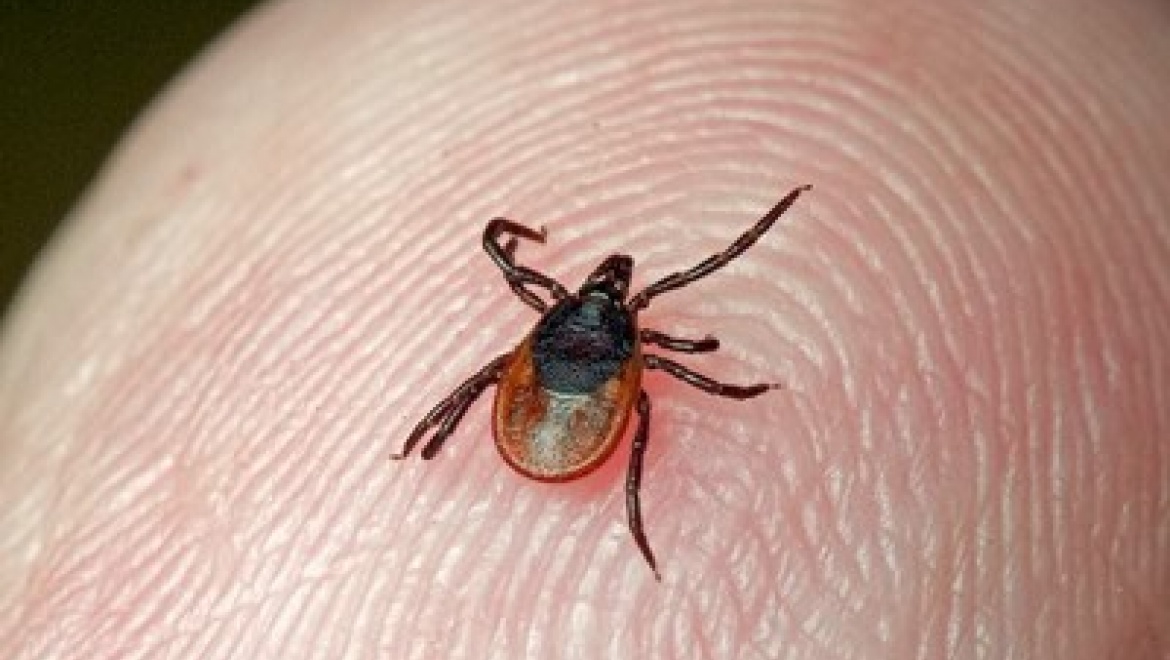 С начала сезона в Татарстане зарегистрировано 2067 пострадавших от укусов клещей