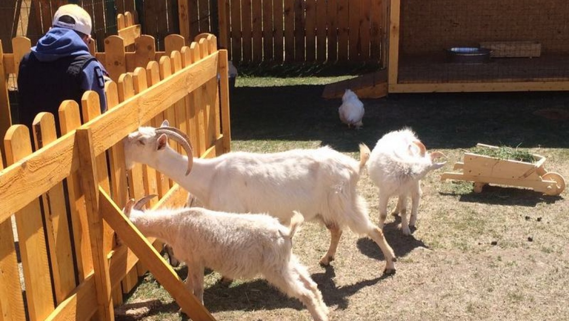 В Старо-Татарской слободе открылся трогательный зоопарк с домашними животными