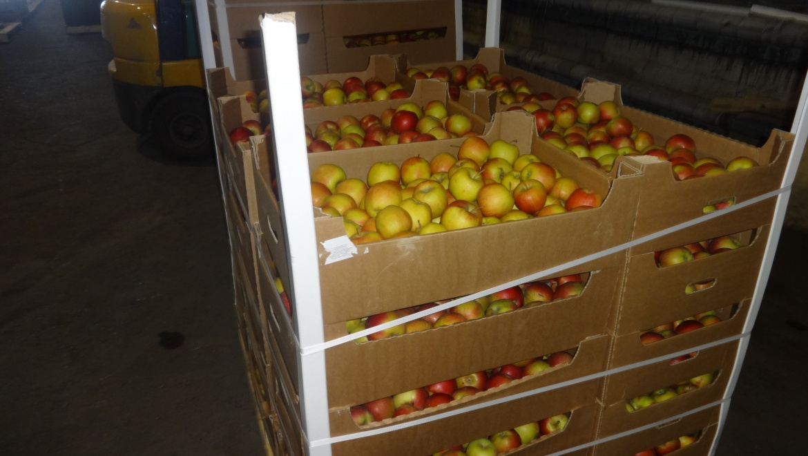 В Оренбурге уничтожена тонна польских яблок