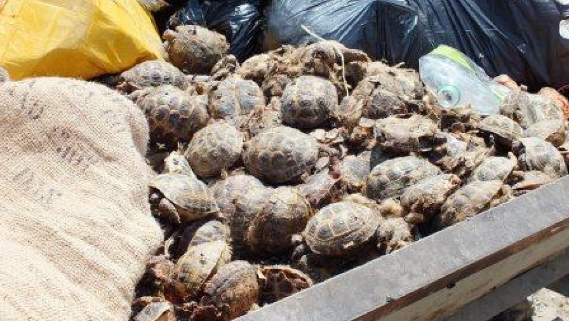 В мусорном контейнере обнаружено два мешка мертвых черепах