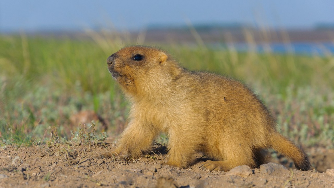 День оренбургского сурка