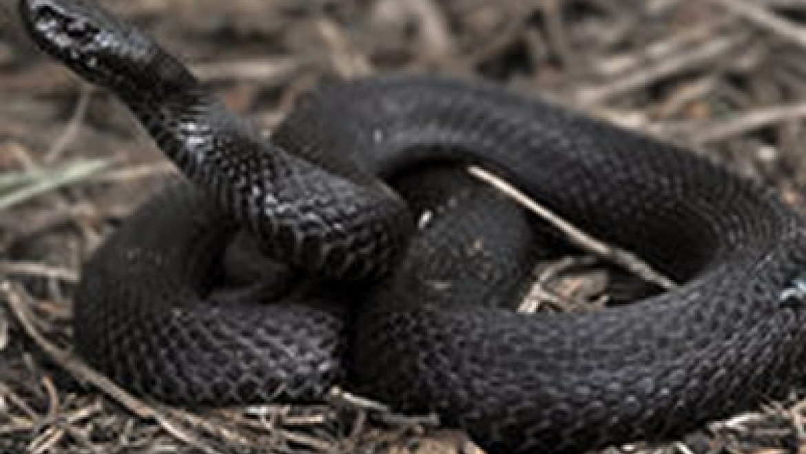 Казанцев предупреждают об опасностях змей