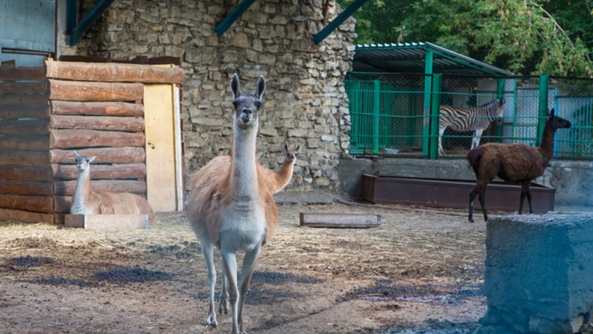 3 июля в Казанском зооботсаду пройдет фуршет для копытных
