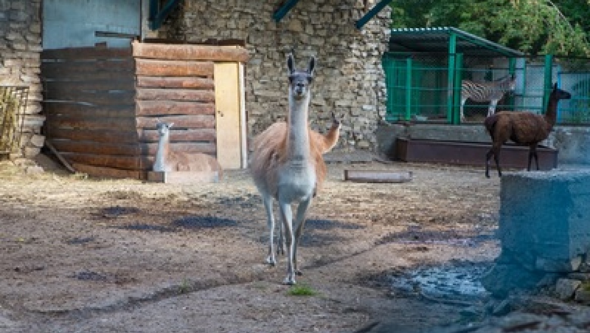 Казанцам представят новый фирменный стиль зооботсада
